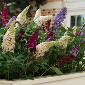 Buddleia Triple Treat Butterfly Bush Collection